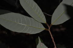 Nothopegia travancorica